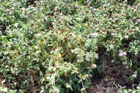 Dodder Clover