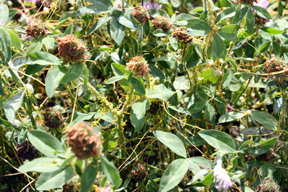 Dodder clover close up