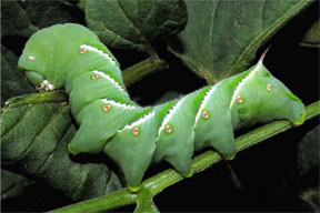 Tobacco Hornworm