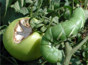 Tomato hornworm