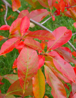 Black tupelo fall colors