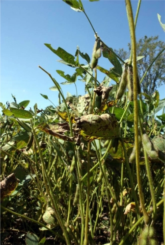 Septoria brown spot on soybeans