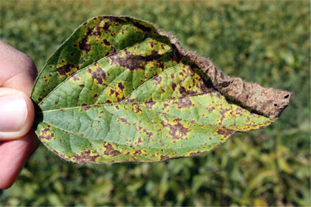 Septoria brown spot on soybeans