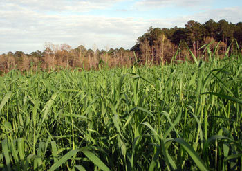 Cereal rye