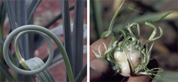 Garlic scrape and garlic flower