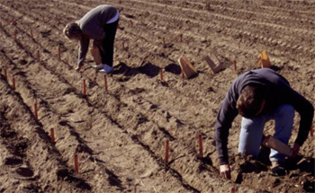 Hand-planting garlic