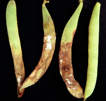 White mold on beans