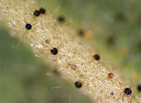 Cleistothecia on leaf vein Cleistothecia on leaf vein