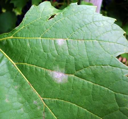 Powdery mildew colonies