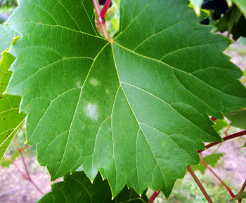 Powdery mildew on grape leaf