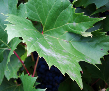 Powdery mildew on grape leaf Powdery mildew on grape leaf