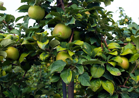 Apple Tree, 'Honeycrisp' - DeGroot