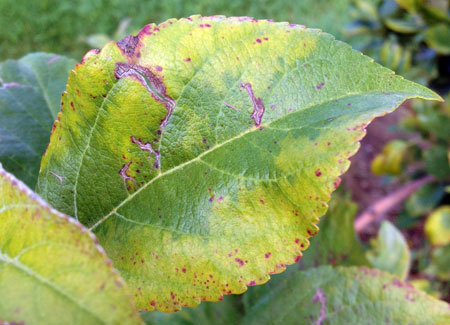 Pink Lady leaf yellowing