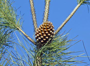 Stone pine cone