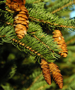 Spruce tree cones