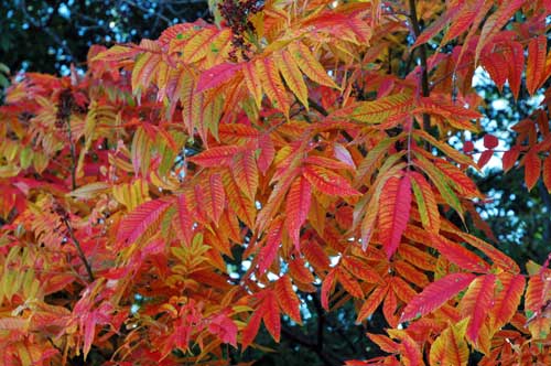 Sumac Sumac