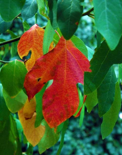 Sassafras Sassafras