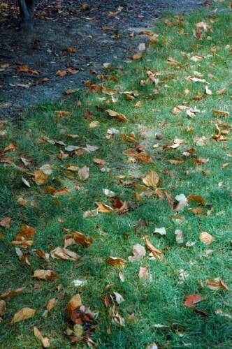 Leaf shed Leaf shed