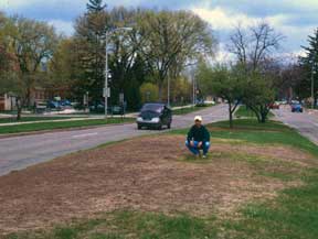 European chafer grub damage at MSU in 1999.