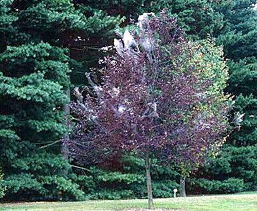 Fall webworm at a distance Fall webworm at a distance