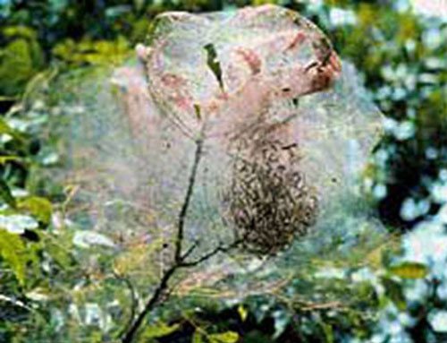 Fall webworm