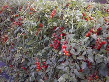 Grape tomatoes