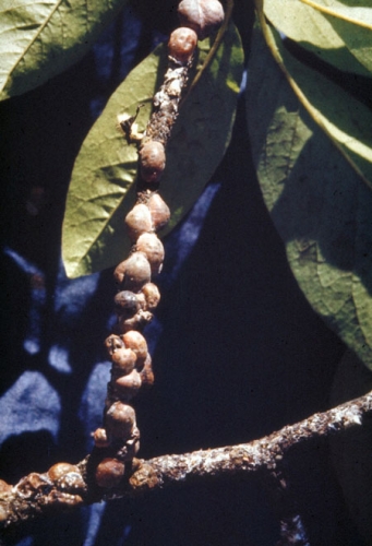 Magnolia scale on magnolia