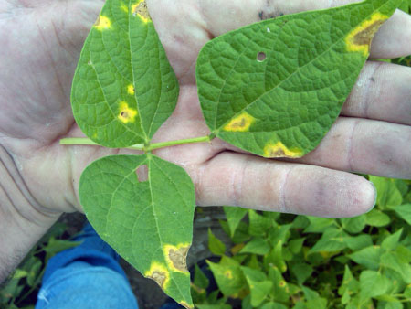 Bacterial blight on dry bean Bacterial blight on dry bean
