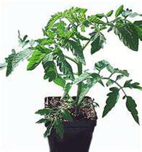Successful tomatoes planted in pots require the right container