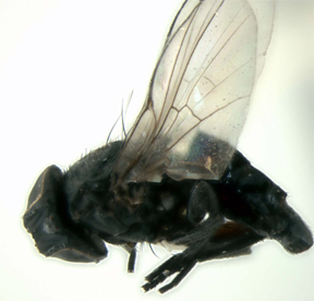 Adult fly