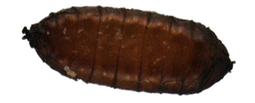 Pupa