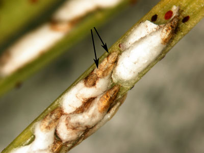 Pine needle scale upclose