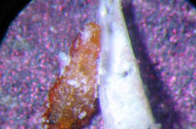 Pine needle scale detached Pine needle scale detached