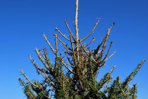 Damage to Fraser fir