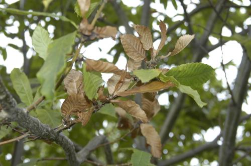 Asian chestnut gall wasp on shoots