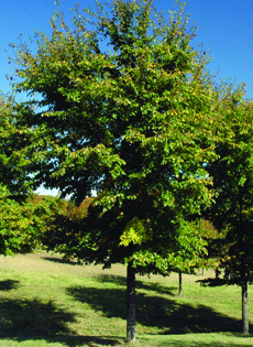 Accolade hybrid elm