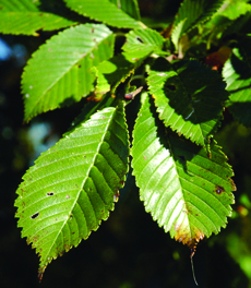 Accolade hybrid elm leaves