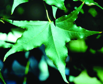 Acer truncatum leaf