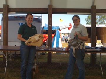 horse classes at Ag Expo