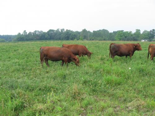 rotational grazing