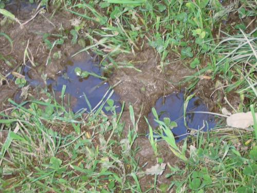 hoof damage on wet paddocks