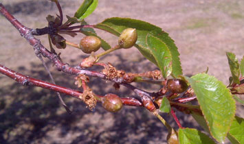 brown tart cherry buds