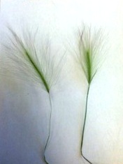 Foxtail barley