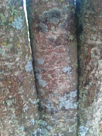 Lichens and moss on hard maple trunks