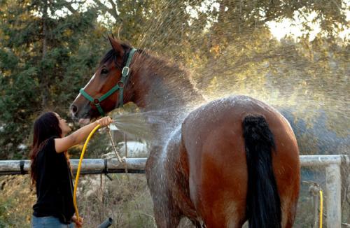 washing horse, horse sense