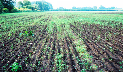 Alfalfa Seeding Failure