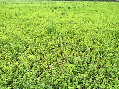 Alfalfa field