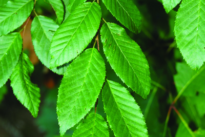 American hornbean leaves