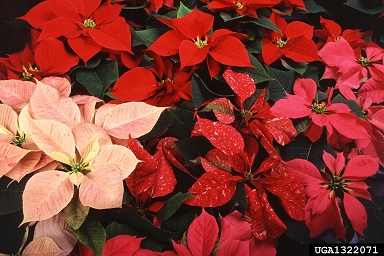 Holiday poinsettias