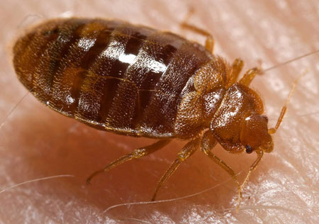 Bed bug close-up